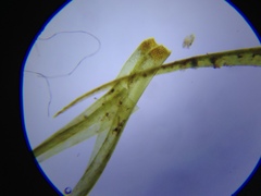 Dicranum pallidisetum