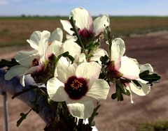 Hibiscus tridactylites