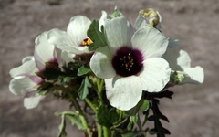 Hibiscus tridactylites