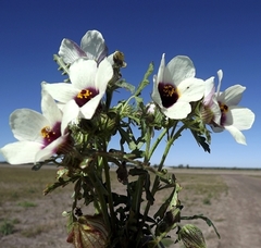 Hibiscus tridactylites