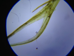 Dicranum pallidisetum