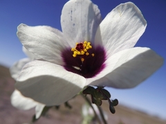 Hibiscus tridactylites