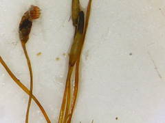 Dicranum pallidisetum