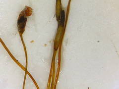 Dicranum pallidisetum