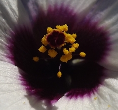 Hibiscus tridactylites