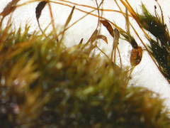 Dicranum pallidisetum