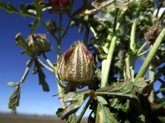 Hibiscus tridactylites