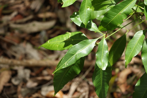 Image of Melicope rubra by (c) Greg Tasney, some rights reserved (CC BY-SA)