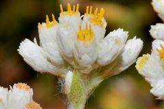 Pseudognaphalium chartaceum