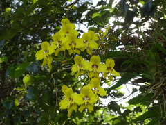 Cyrtochilum macranthum