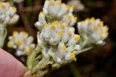 Pseudognaphalium chartaceum