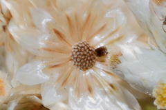 Pseudognaphalium chartaceum
