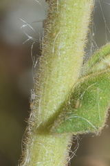 Pseudognaphalium chartaceum