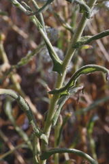 Pseudognaphalium chartaceum