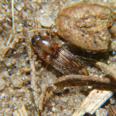 Conoderus pictus