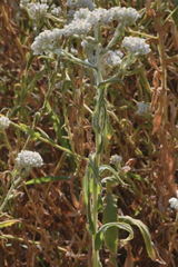 Pseudognaphalium chartaceum