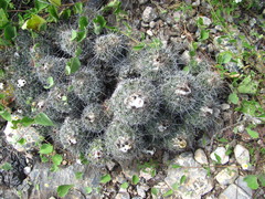 Coryphantha durangensis