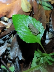 Litoria rubella
