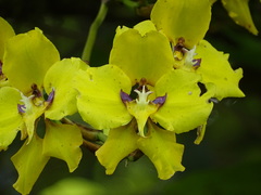 Cyrtochilum macranthum