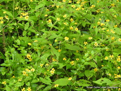 Melampodium microcephalum