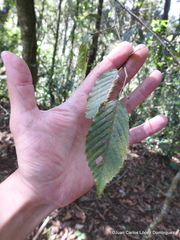 Carpinus tropicalis