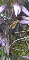 Gentianella rapunculoides