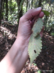 Carpinus tropicalis