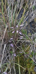 Gentianella rapunculoides