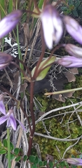 Gentianella rapunculoides