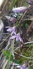 Gentianella rapunculoides