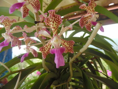 Vanda