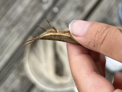 Leptysma marginicollis