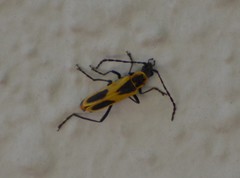 Chauliognathus scutellaris