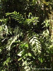 Chamaedorea oblongata