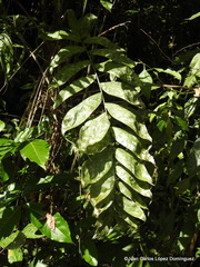 Chamaedorea oblongata