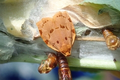 Archips rileyana