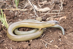 Three-Clawed Worm-Skink photo 3