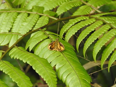 Choranthus vitellius