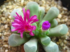Frithia
