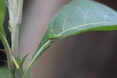 Umbonia spinosa