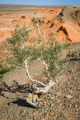 Haloxylon ammodendron