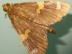 Rehimena surusalis