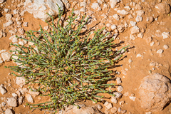 Anabasis brevifolia