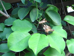 Stauntonia hexaphylla