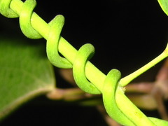 Stauntonia hexaphylla