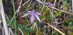Gentianella rapunculoides