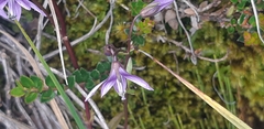 Gentianella rapunculoides