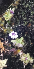 Pinguicula calyptrata