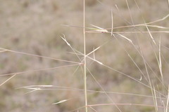 Aristida leptopoda