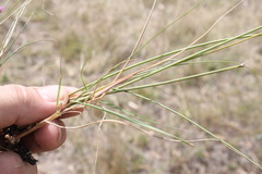 Aristida leptopoda